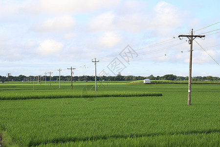 红血稻糙米田野绿色稻田草地植物稻束水稻环境土地胚芽稻草荒野农田背景