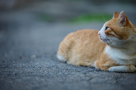 成年红发白猫坐在街上哺乳动物红色宠物猫科小猫虎斑橙子猫咪黄色动物图片