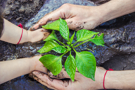 孩子在花园里种植物 有选择的焦点孩子们家庭收成工作父亲树叶食物女孩生物乡村图片