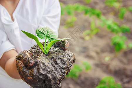 孩子在花园里种植物 有选择的焦点女孩树叶工作木板食物孩子们家庭生长乡村收成图片