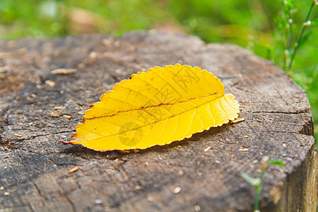 秋天天气 从树枝上掉下来的黄叶就在绿草上图片