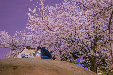 山上的夜樱花花图片