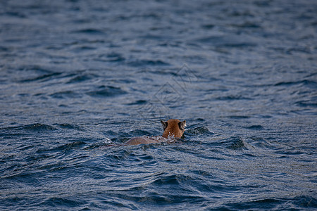 在不列颠哥伦比亚省水域游走的美洲狮或山狮图片