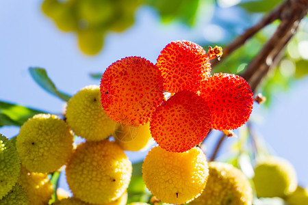 在果园的树枝上成熟的黄刺阿布图斯水果收成生长杨梅叶子热带植物橙子环境荒野树叶图片