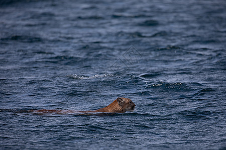 在不列颠哥伦比亚省水域 游过一条海峡的美洲狮或山狮的侧面视图图片