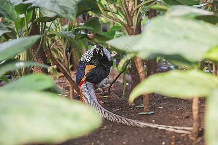 热带森林中美丽的长尾雀鸟群图片