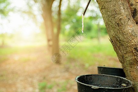 橡胶树花园里的橡胶攻丝 从对位橡胶植物中提取的天然乳胶 橡胶树种植园 树皮伤口渗出乳状液体或乳胶 乳胶收集在小桶中软木农业段落牛图片