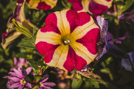 彩花的宏照片花园庭园花束宏观红花玫瑰植物群花红花瓣园艺图片