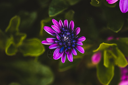 彩花的宏照片植物群红花花瓣花园花束玫瑰园艺宏观花红庭园图片