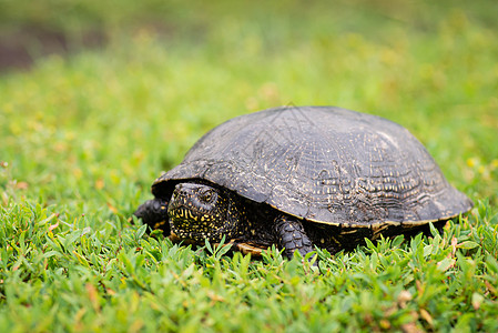 绿草上的黑乌龟图片