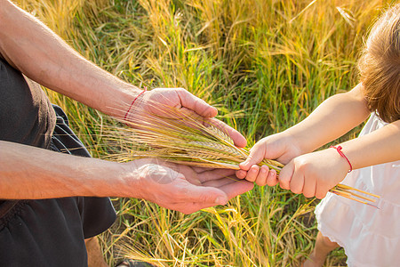 在小麦田里有孩子和父亲的手领导场地豆芽男人小穗手指孩子们信仰友谊幸福图片