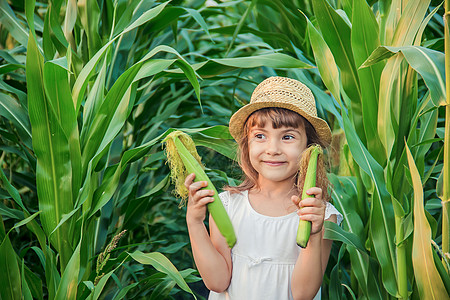 儿童在玉米田中 一个小农场主 有选择性的焦点种植者欢乐叶子女孩孩子们家庭乐趣季节收成场地图片