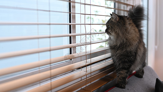 一只可爱的家猫站在靠近窗帘的沙发上 家庭生活动物概念图片