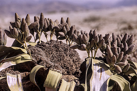 维里韦茨基亚生态公园植物群沙漠沙丘植物学土地干旱奇异果冒险图片