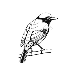 亲手画的鸟 红色开始 大纲绘制 矢量插图 黑白动物涂鸦收藏白色翅膀写意艺术绘画艺术品小鸟图片