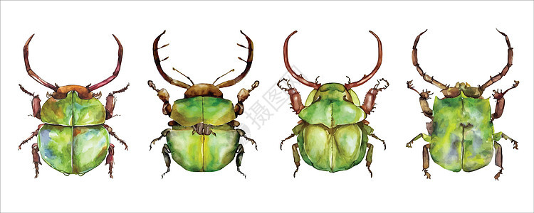 绿色水彩甲虫组装 白色为水颜色矢量插图装饰翅膀收藏艺术团体昆虫野生动物拉丝彩虹宏观图片