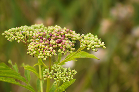 特写背景上绿色模糊的植物的矮矮人长芽图片