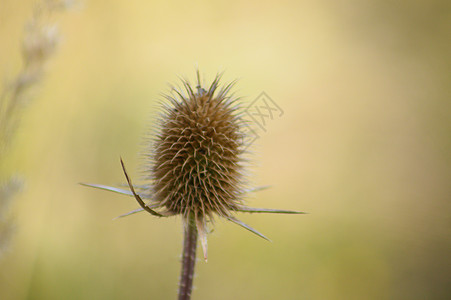 特写绿色模糊背景的干切菜叶采样种子图片