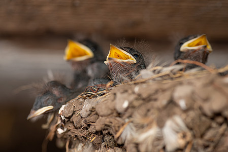 巢中小燕鸟群图片