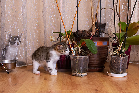 灰小猫玩瓷花婴儿生长猫咪边界园艺动物家居叶子宠物毛皮图片