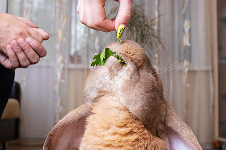 一只红家养兔子吃绿色的紧闭救援食物宠物植物沙拉耳朵哺乳动物香菜动物基础图片