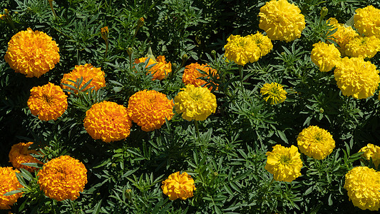 黄色和橙色花朵     马龙 花卉背景图片