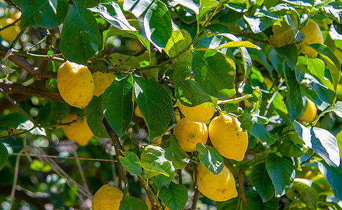 意大利波西塔诺的柠檬树叶子植物生产果汁农业黄色院子水果低角度种植园图片