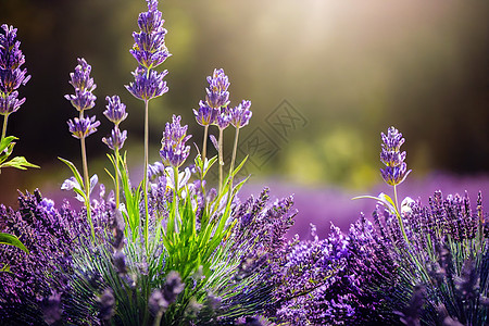 紫菜花园 花开花的花铺 柔软的焦点 迟到魔法园艺丹参智者薰衣草紫色花园生长植物群柔焦图片