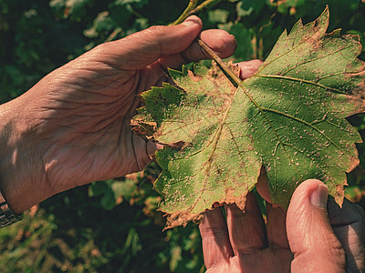 Winegrower检查了葡萄叶下方的白虫图片