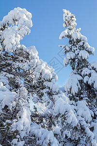 冬天 在城市公园的法尔树上满是雪图片