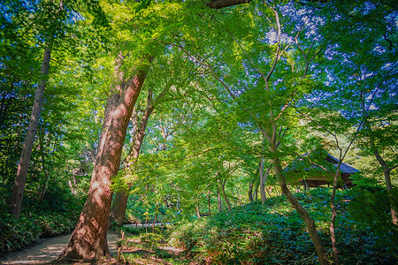 新的绿色六角花园树木叶子场景文化庭园祖母背景图片
