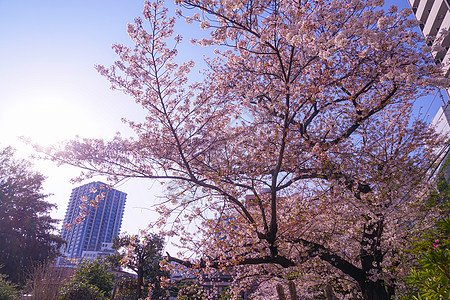 的樱花花东京岛区寺庙街景蓝天机构植物池塘建筑粉色樱花花瓣图片