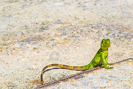 加勒比绿色蜥蜴在墨西哥的地段宏观荒野旅行岩石尾巴野生动物壁虎石头爬行动物环境图片