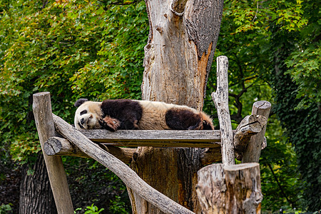 一只巨型熊猫睡在柏林动物园的树屋里图片