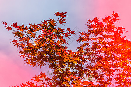 自然背景 有红色树叶季节图片