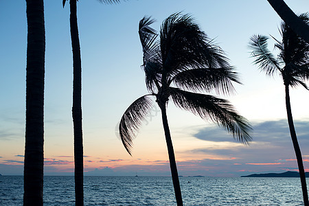 日落云彩的天空背景下的月光椰子棕榈树棕榈地平线异国太阳支撑海岸情调海滩风景叶子图片