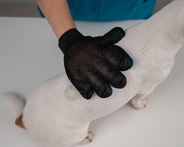 兽医用特别手套梳理杰克罗素泰瑞尔的狗理发师血统女性毛皮发型橡皮皮肤羊毛护士治疗图片