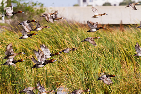 鸭子土壤动物黑胸柏丁飞行湿地假期植被中心红色图片