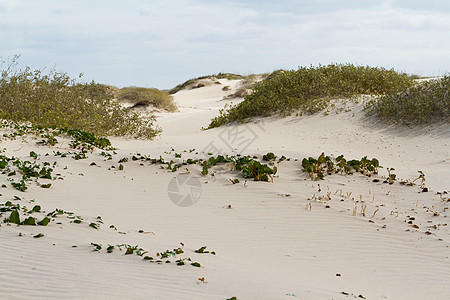 沿海沙丘爬坡植被地带岩石材料天空绿色颗粒矿物蓝天图片