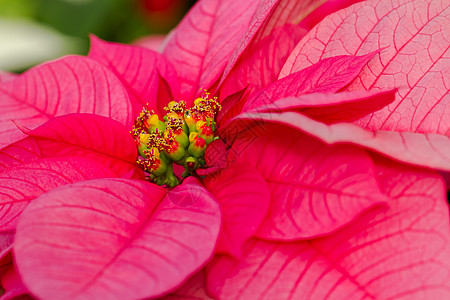 比索黄色植物一品粉色叶子植物科图片
