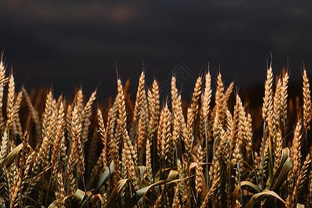 小麦在黎明的光线 麦穗在地里成熟了 麦田 农业 农业背景 生态清洁食品 食品安全 绿色的麦田风光季节面包种子日落玉米收成田园植物图片