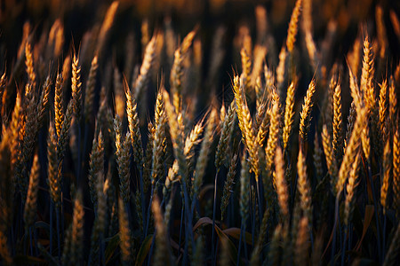小麦在黎明的光线 麦穗在地里成熟了 麦田 农业 农业背景 生态清洁食品 食品安全 绿色的麦田玉米食物金子面包种子风景粮食生长大麦图片