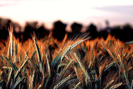 小麦在黎明的光线 麦穗在地里成熟了 麦田 农业 农业背景 生态清洁食品 食品安全 绿色的麦田大麦草地种子稻草玉米农田培育生长食物图片