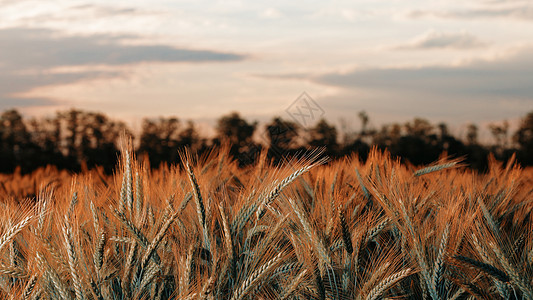 小麦在黎明的光线 麦穗在地里成熟了 麦田 农业 农业背景 生态清洁食品 食品安全 绿色的麦田培育田园季节草地面包金子晴天植物太阳图片