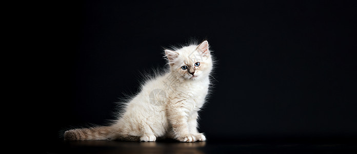 可爱的小猫咪 闪亮的蓝眼睛 黑色背景 小毛绒小猫蓝色动物家畜猫咪捕食者尾巴爪子友谊白发猫科动物图片