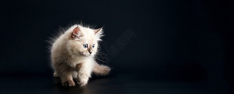 可爱的小猫咪 闪亮的蓝眼睛 黑色背景 小毛绒小猫白发友谊家畜尾巴捕食者爪子眼睛蓝色猫咪猫科动物图片