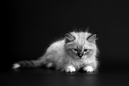 在黑色背景上的滑稽小猫 黑色和白色 portret Neva 化装舞会猫的蓬松小猫 西伯利亚猫的亚种毛皮捕食者动物爪子蓝色猫科动图片