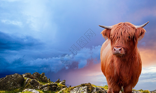 一头苏格兰高地牛在燃烧的天空上的肖像图片