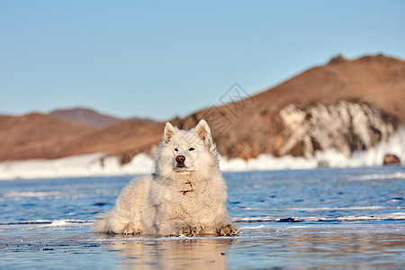 在冰上撒旦的白毛小狗 在冬天坐在冰冻湖上 非常松散 穿得很干净的Samoyed狗工作犬蓝色友谊季节野生动物萨摩耶朋友家庭宠物行动图片