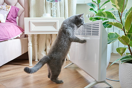 在家家的家猫 在暖气散热器附近图片